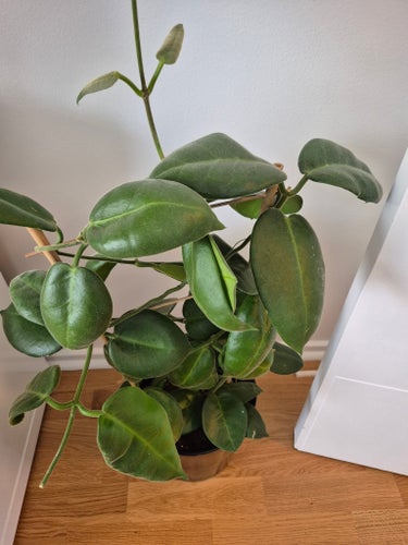 Hoya calycina