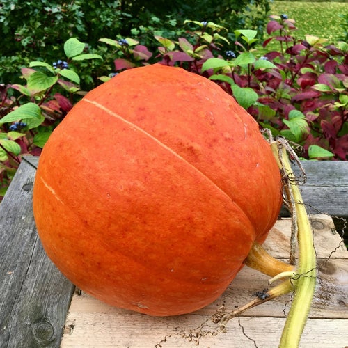 Pumpafrön Big Max Matpumpa 5 fröer Lättodlad Snabbväxande Frön