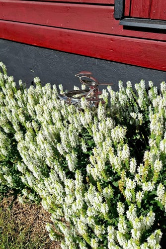 Blomstöd "Nästet