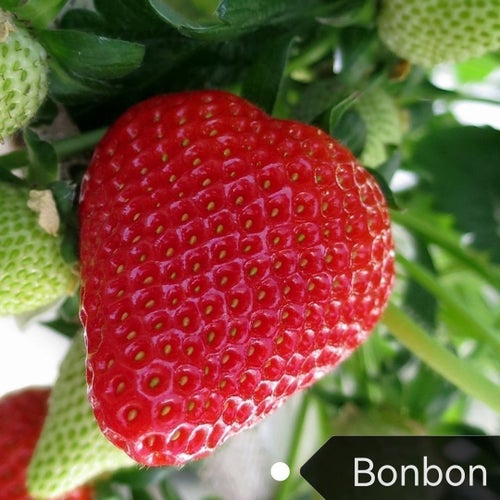 Jordgubbar Bonbon 15st fröer "En av det sötaste sorterna"