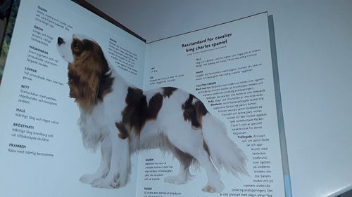Cavalier king charles spaniel - Cunliffe, Juliette