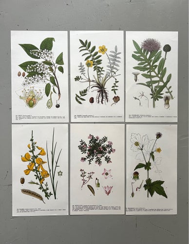 Nordens flora HJORTRON Blåklint Lappljung Humleblomster Hägg blad botanik