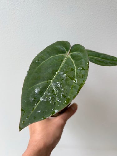 Anthurium AOP (Ace of Purple) x (Zara x Michelle)