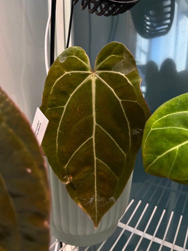Anthurium AOP (Ace of Purple) x (Zara x Michelle)