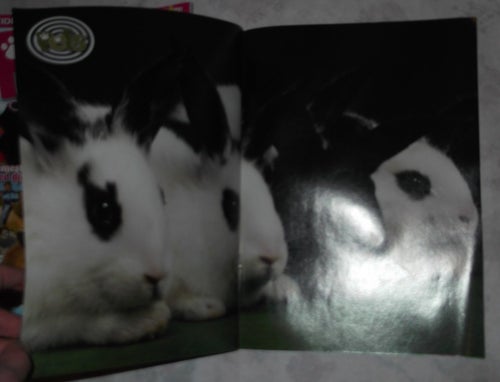 Pets Nr 2 2008 Djurtidning 3 Affischer Hund Hamster Katt Djur Isbjörn Bilder