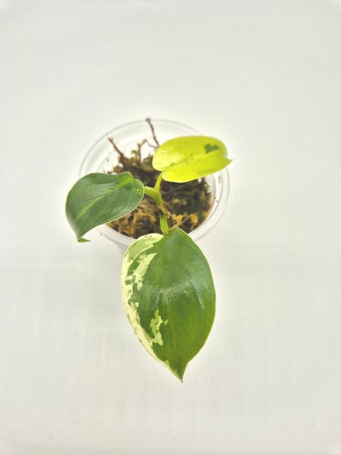 Philodendron Ilsemanii