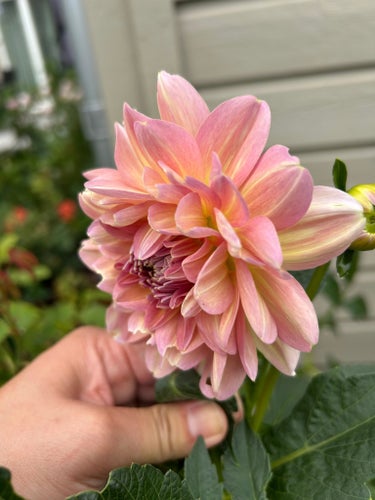 Dahlia Hapet Old Charm HOC knöl Unicorn