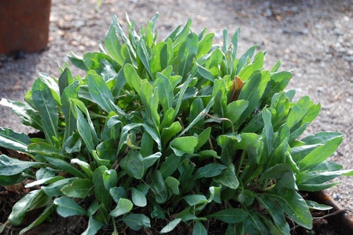 Vejde - svensk indigo - Isatis tinctoria. Frakt ingår i priset.