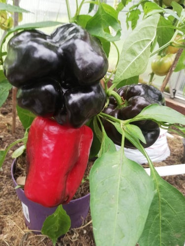 Svart paprika "Black Horse" 4 frön