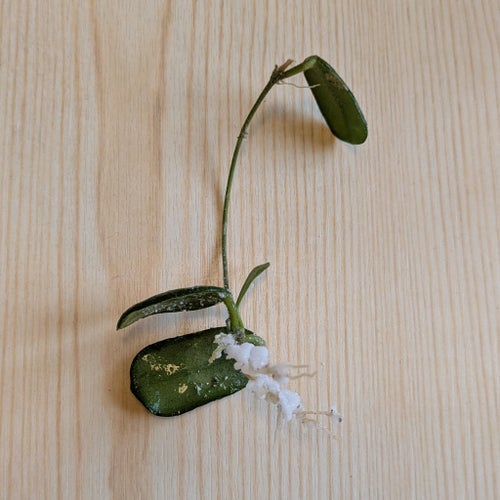 Hoya rotundiflora, rotad stickling