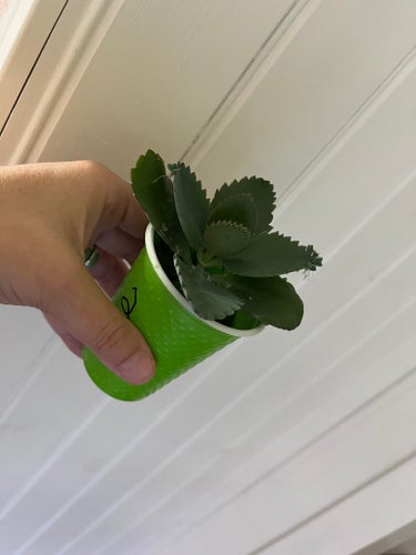 Planta Tusenmoder / Livsblad / Laetvirens Kalanchoe