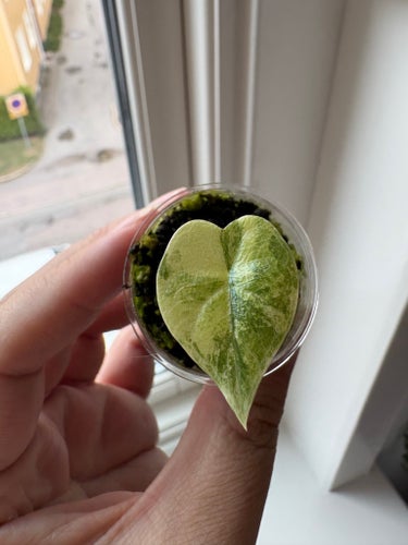 Alocasia Melo aurea - Liten planta