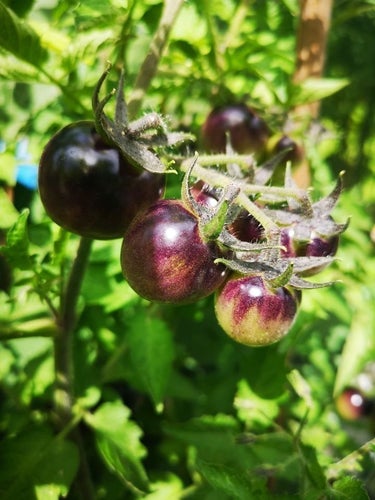 Bosque Blue Bumble Bee Tomatfrön till hobbyodling.Frakt ingår!