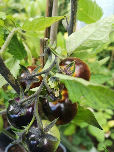 Bosque Blue Bumble Bee Tomatfrön till hobbyodling.Frakt ingår!