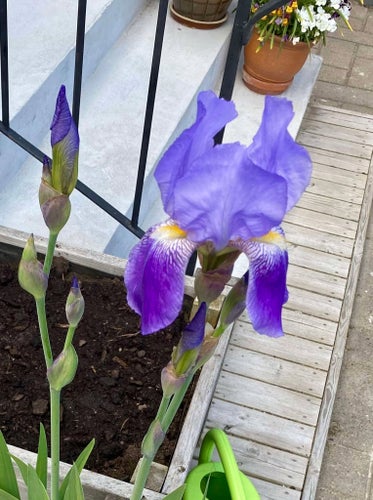 BLÅ Vacker Iris Växt/ en knöl/liten planta KORT AUKTION