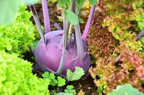 Kålrabbi purple, 100 st frön