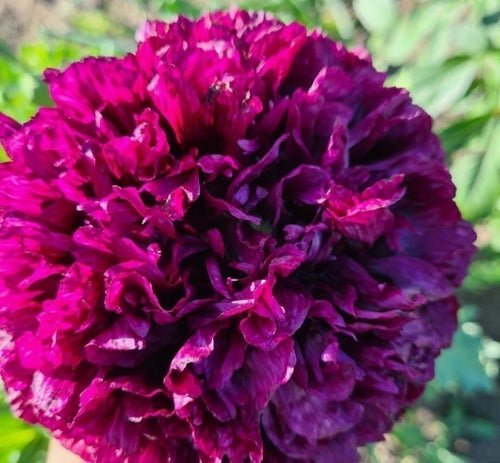 Svart Vallmo frön - Papaver somniferum