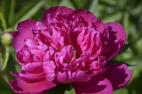 Pion ’Felix Crousse’ Luktpion Höjd ca 85 cm.