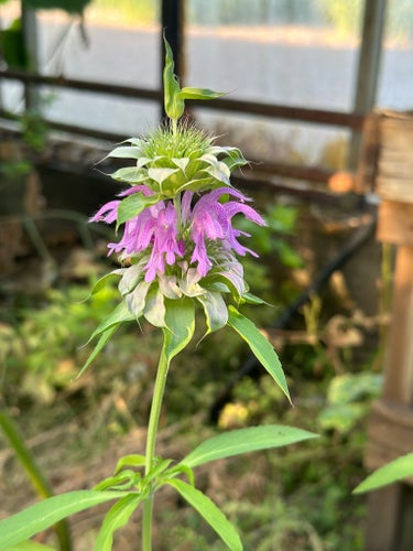 Citrontemynta / Monarda citriodora