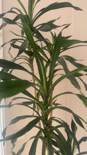 Stor Dracena-växt i terrakottakruka, 180cm