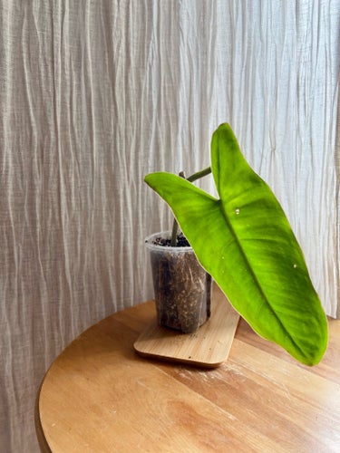 Philodendron paraiso verde stickling
