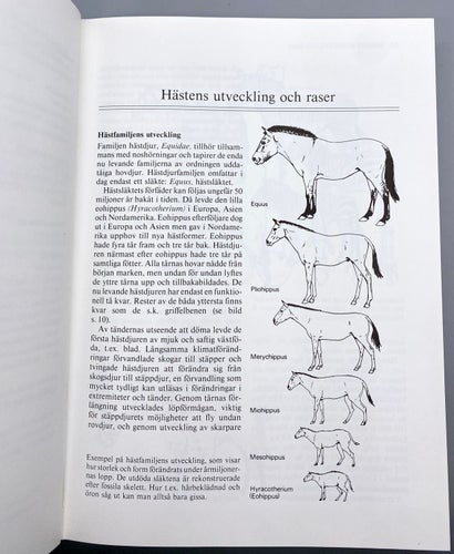 Hästen som hobby - Den fullständiga handboken om hästar, ridning och körning