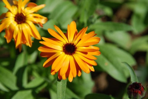 Ringblomma Princess Orange Black, 15 frön