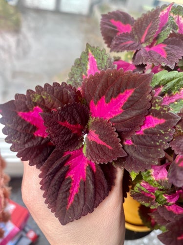 Stickling 2st Palettblad Coleus China Rose