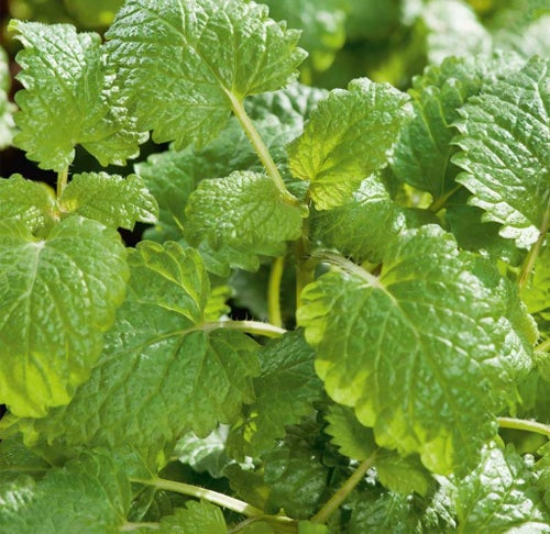 18 st frö till Citronmeliss