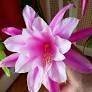 Epiphyllum Hermosissima