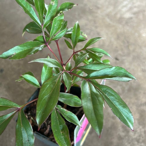 Paeonia lactiflora 'Edulis Superba' - Pion