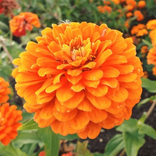 Zinnia Orange King, 40 st frö