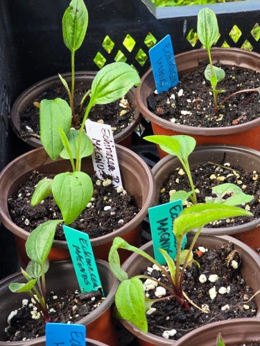 PLANTA SOLHATT Echinacea purpurea "Magnus"