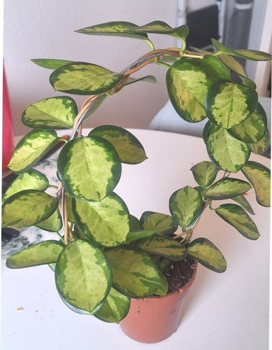 Hoya Australis 'Lisa'