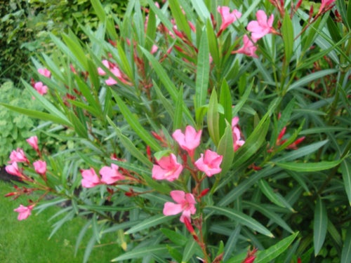 NERUM OLEANDER- Rosa blommor