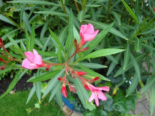 NERUM OLEANDER- Rosa blommor