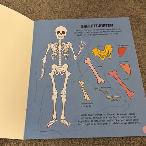 Pyssla och lär dig om kroppen