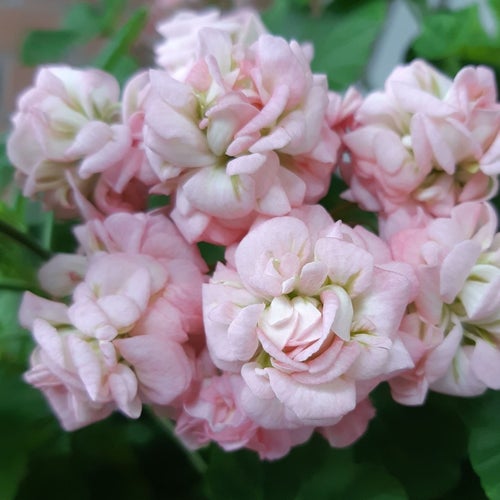 Pelargon 'Antique Rose" Rosebud, väldigt vackert växt