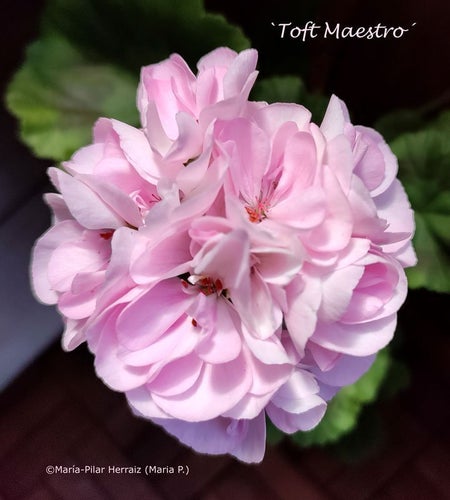 Pelargon `Toft Maestro´, zonal, tetraploid. Rotad, etablerad, stickling