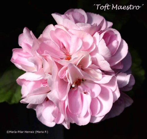 Pelargon `Toft Maestro´, zonal, tetraploid. Rotad, etablerad, stickling