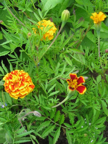 Tagetes patula sammetstagetes Fagerhult krydda ört frö