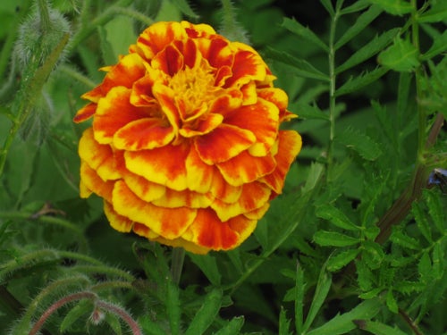 Tagetes patula sammetstagetes Fagerhult krydda ört frö