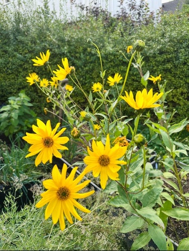 Rudbeckia 10 plantor