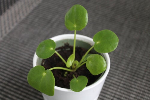 Pilea Peperomioides - Elefantöra sticklingar olika 5-10cm