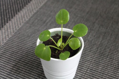 Pilea Peperomioides - Elefantöra sticklingar olika 5-10cm
