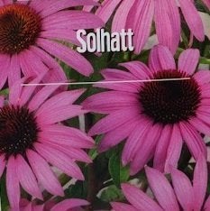 Solhatt och Sommarslöja