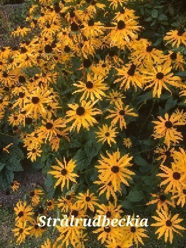 Fröer strålrudbeckia - ca 50st
