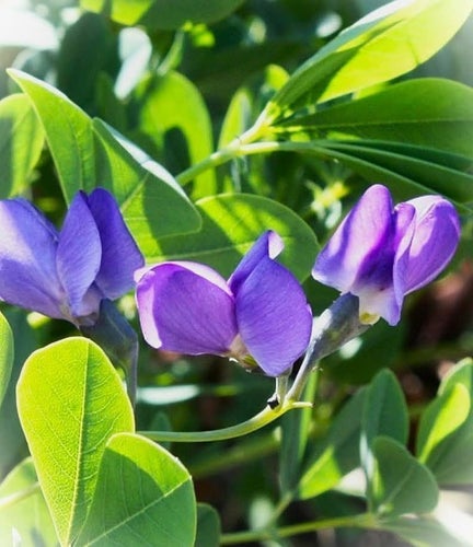 Färgväppling - Baptisia australis - sättfrön. Frakt ingår