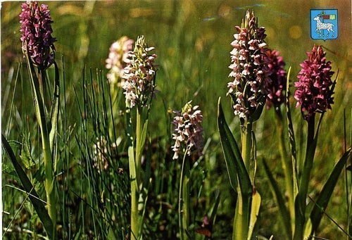 Vykort - Gotland Ängsnycklar (Orchis incarnata)