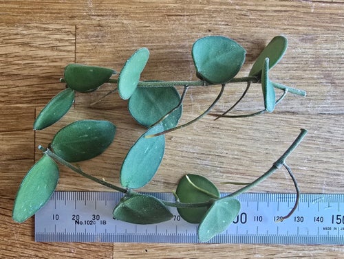 Hoya nummulariodes sticklingar